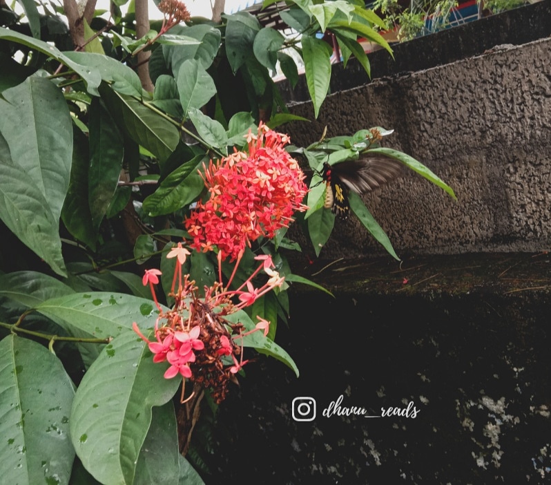 An Indian Book Blog to Quench Your Bookish Thirst Forever